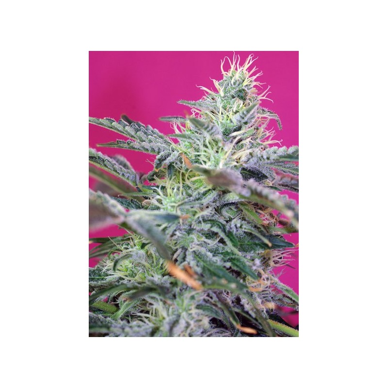 SWEET CHEESE AUTO (SWEET SEEDS)