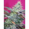 SWEET CHEESE AUTO (SWEET SEEDS)