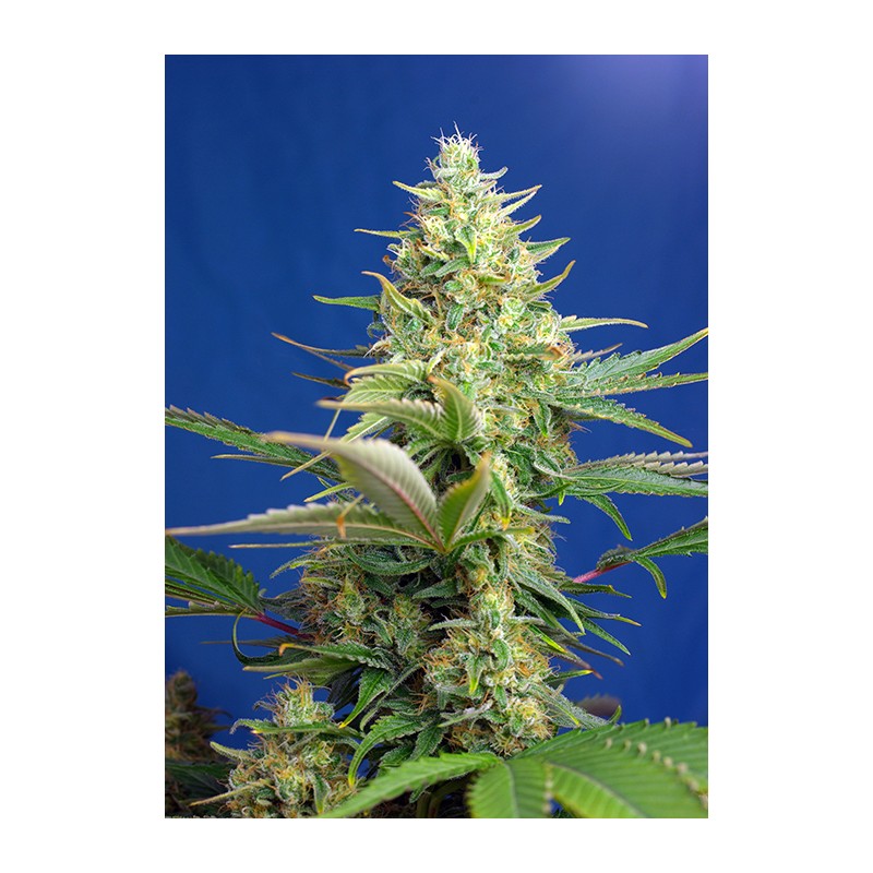 SWEET PURE AUTO CBD (SWEET SEEDS)