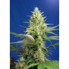 SWEET PURE AUTO CBD (SWEET SEEDS)