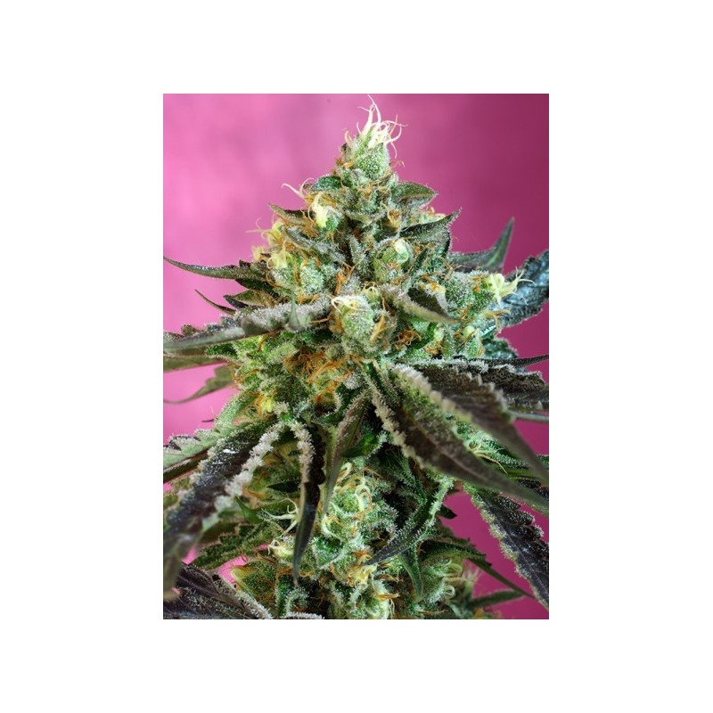 SWEET NURSE AUTO CBD (SWEET SEEDS)