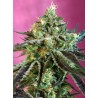 SWEET NURSE AUTO CBD (SWEET SEEDS)