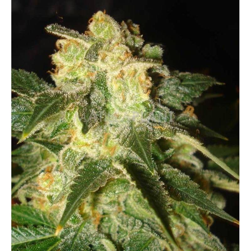 copy of PAKISTAN RYDER AUTO (WORLD OF SEEDS)