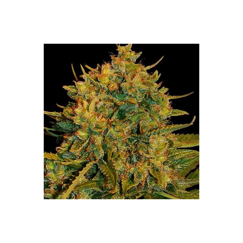 NORTHERN LIGHT X BIG BUD AUTO (WORLD OF SEEDS)