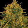 NORTHERN LIGHT X BIG BUD AUTO (WORLD OF SEEDS)