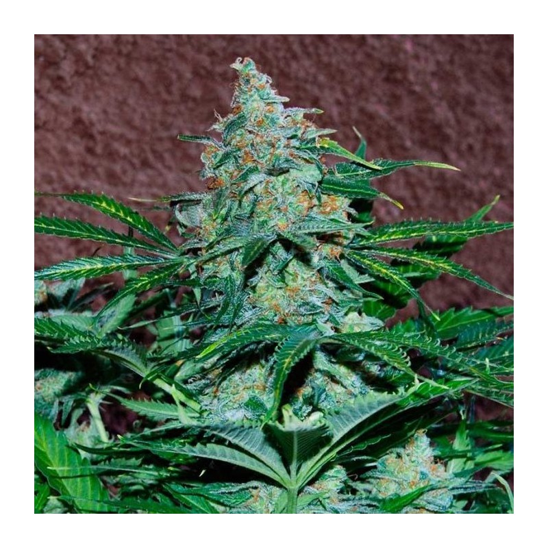 AMNESIA AUTO (WORLD OF SEEDS)