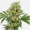 MEDIKIT CBD AUTO (BUDDHA SEEDS)