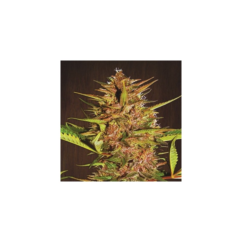 PAKISTAN CHITRAL KUSH REGULAR (ACE SEEDS)