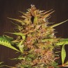 PAKISTAN CHITRAL KUSH REGULAR (ACE SEEDS)