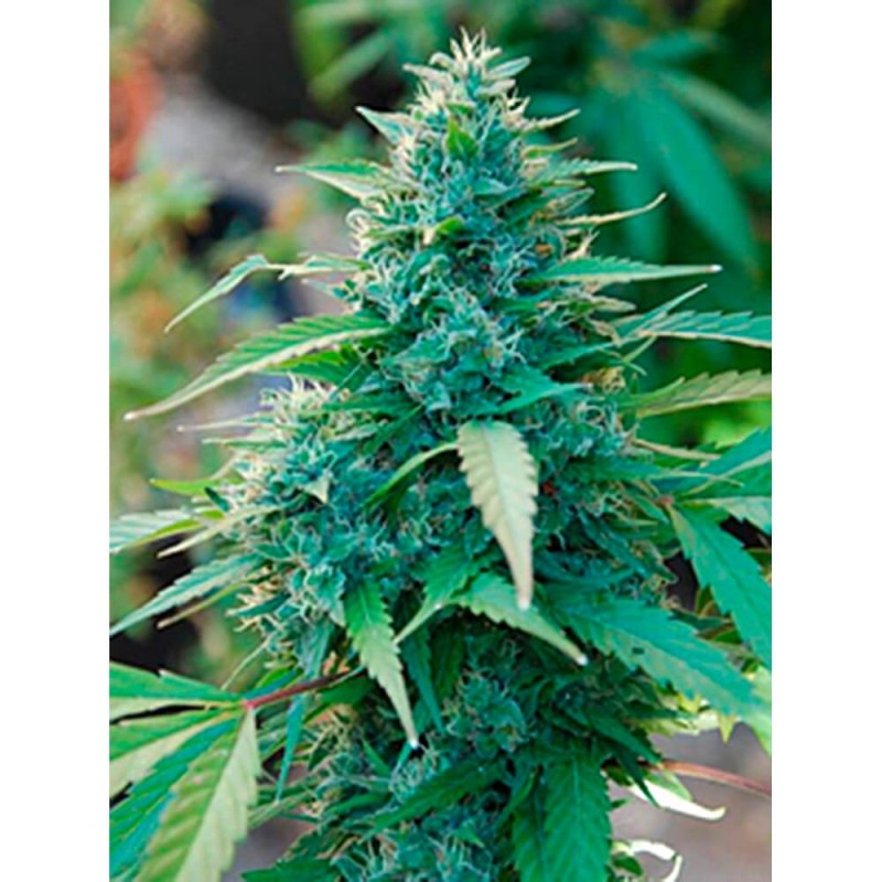 CARIBE (CANNABIOGEN SEEDS) REGULAR