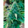 CARIBE (CANNABIOGEN SEEDS) REGULAR