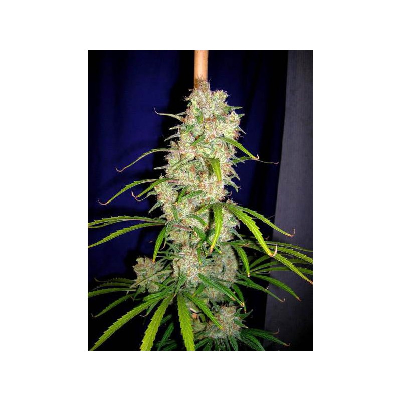 DESTROYER REGULAR (CANNABIOGEN SEEDS)