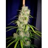 DESTROYER REGULAR (CANNABIOGEN SEEDS)