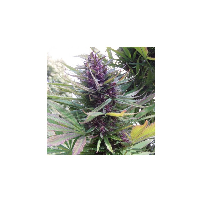 SHAMAN REGULAR (DUTCH PASSION SEEDS)