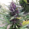 SHAMAN REGULAR (DUTCH PASSION SEEDS)