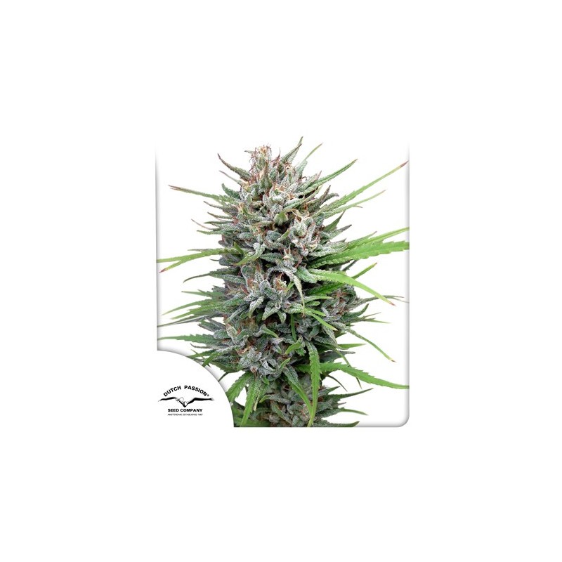 PASSION 1 REGULAR (DUTCH PASSION SEEDS)
