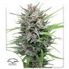 PASSION 1 REGULAR (DUTCH PASSION SEEDS)