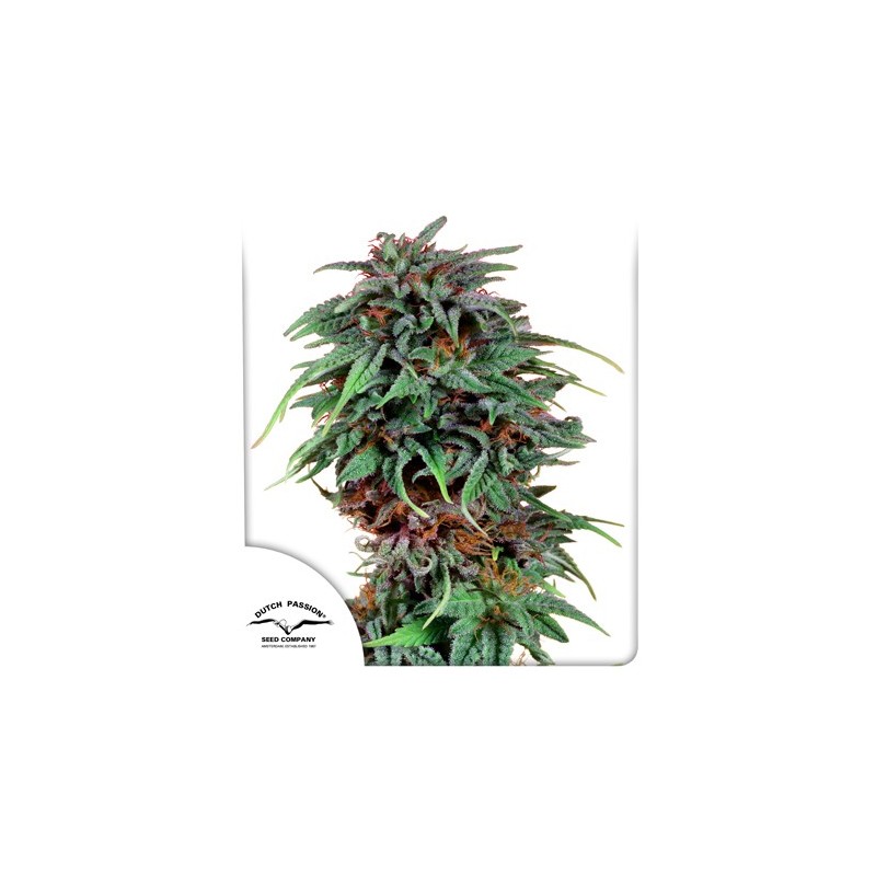DURBAN POISON REGULAR (DUTCH PASSION SEEDS)