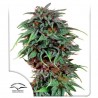 DURBAN POISON REGULAR (DUTCH PASSION SEEDS)