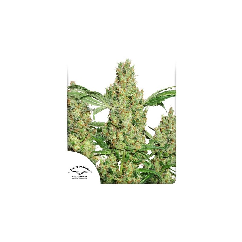 POWER PLANT REGULAR (DUTCH PASSION SEEDS)