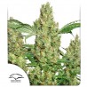 POWER PLANT REGULAR (DUTCH PASSION SEEDS)