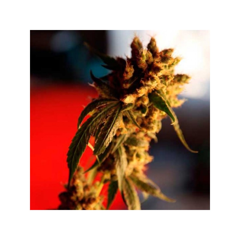 ROOTS (REGGAE SEEDS) REGULAR