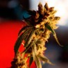 ROOTS (REGGAE SEEDS) REGULAR