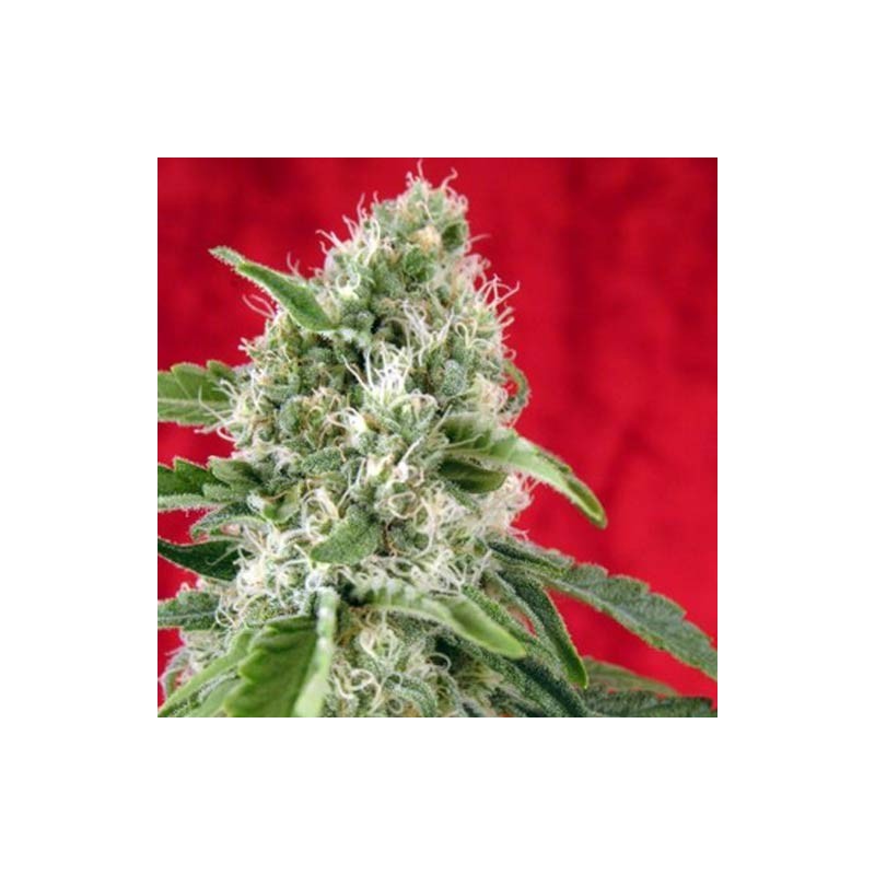 DUB (REGGAE SEEDS) REGULAR