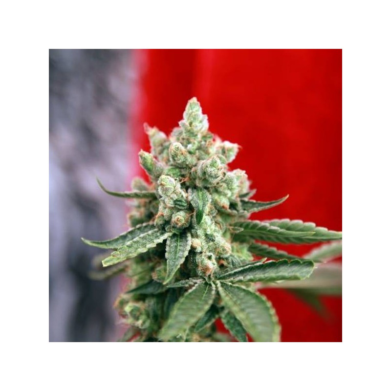GUAYAKA (REGGAE SEEDS) REGULAR