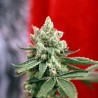 GUAYAKA (REGGAE SEEDS) REGULAR