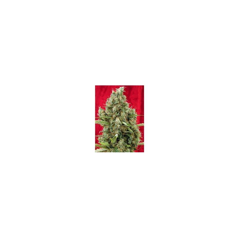 SESSION (REGGAE SEEDS) REGULAR