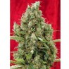 SESSION (REGGAE SEEDS) REGULAR