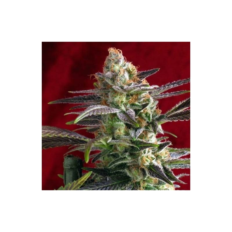 KALIJAH REGUALAR (REGGAE SEEDS)