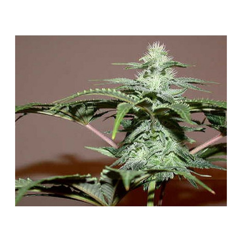 MANGOLIAN INDICA (SAGARMATHA) REGULAR