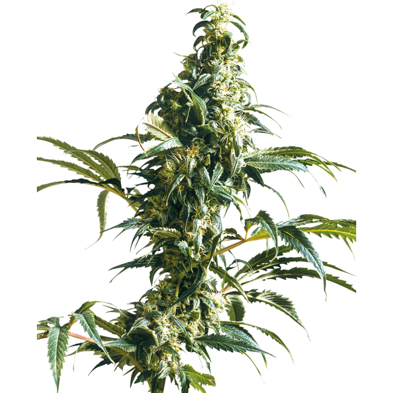 MEXICAN SATIVA REGULAR (SENSI SEEDS)