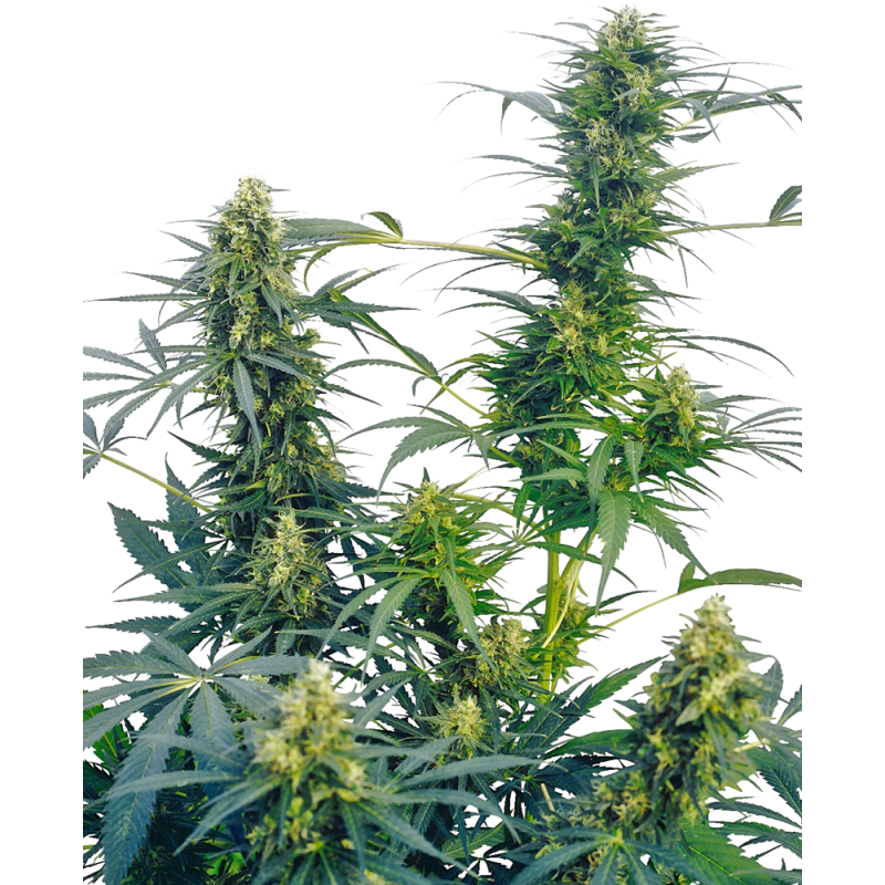 GUERRILLA'S GUSTO (SENSI SEEDS)