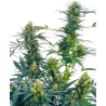 GUERRILLA'S GUSTO (SENSI SEEDS)