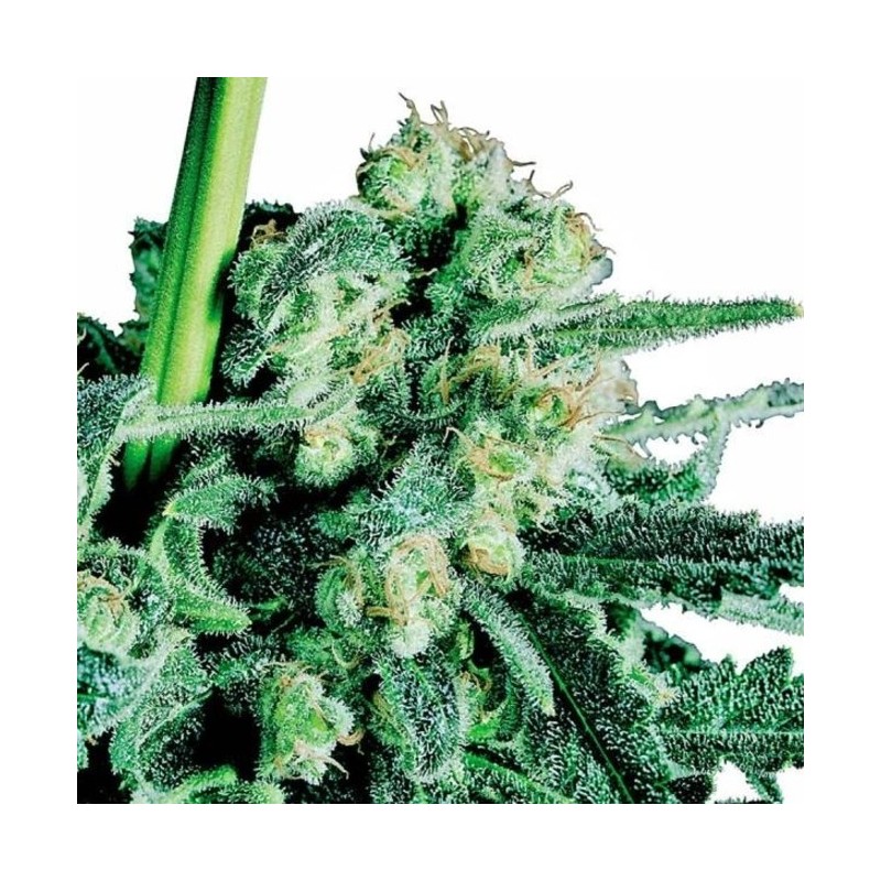 SENSI SKUNK (SENSI SEEDS) REGULAR