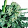 SENSI SKUNK (SENSI SEEDS) REGULAR