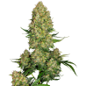 SKUNK  1 (SENSI SEEDS) REGULAR