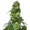 EARLY SKUNK REGULAR (SENSI SEEDS)
