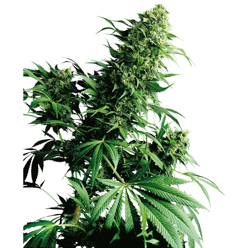 SHIVA SHANTI (SENSI SEEDS) REGULAR