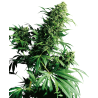 SHIVA SHANTI (SENSI SEEDS) REGULAR