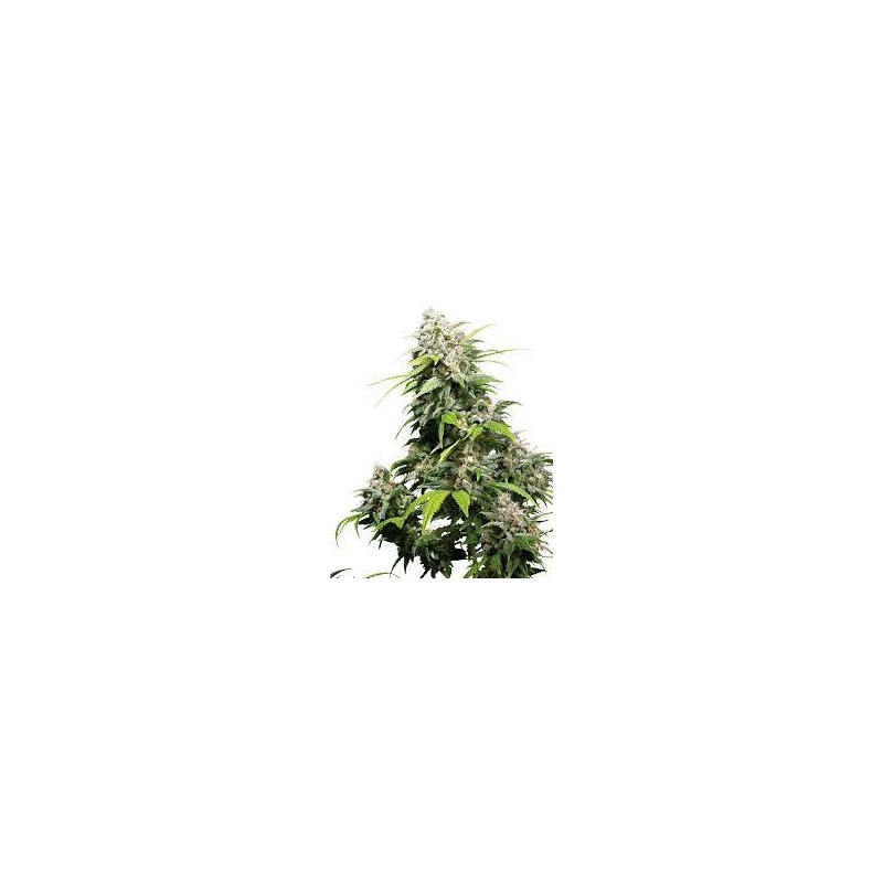 CALIFORNIA INDICA (SENSI SEEDS) REGULAR