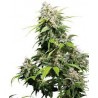 CALIFORNIA INDICA (SENSI SEEDS) REGULAR