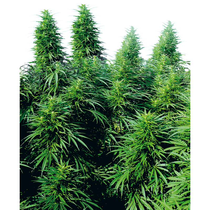 RUDERALIS SKUNK (SENSI SEEDS) REGULAR