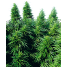 RUDERALIS SKUNK (SENSI SEEDS) REGULAR