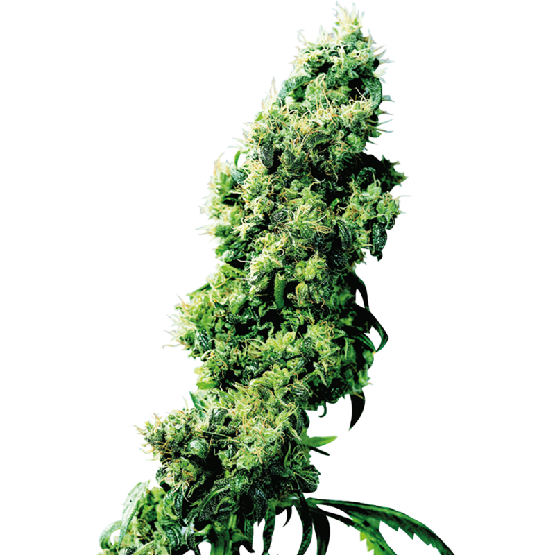 FOUR WAY (SENSI SEEDS)