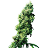 FOUR WAY (SENSI SEEDS)