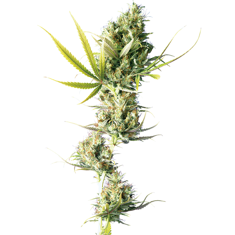 DURBAN (SENSI SEEDS) REGULAR